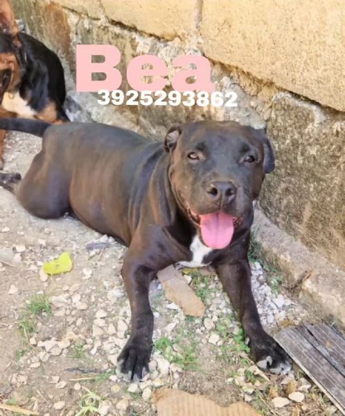 Eros e Bea cercano casa  | Foto 3