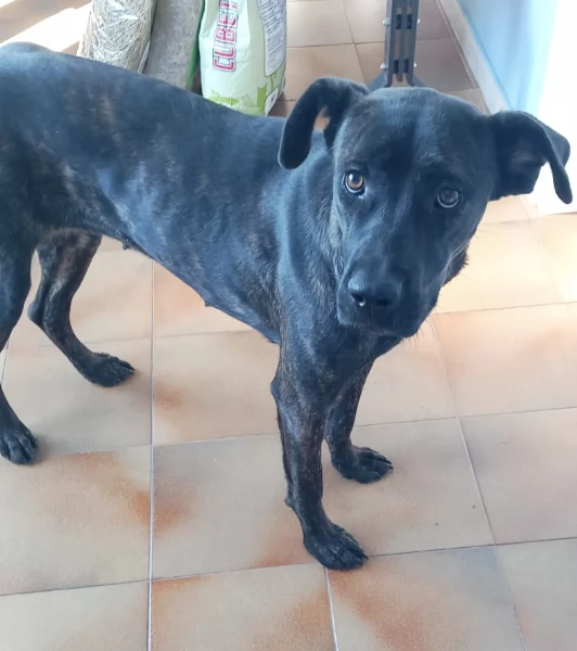 Una dolcissima cagnolina simil corso cerca casa | Foto 6
