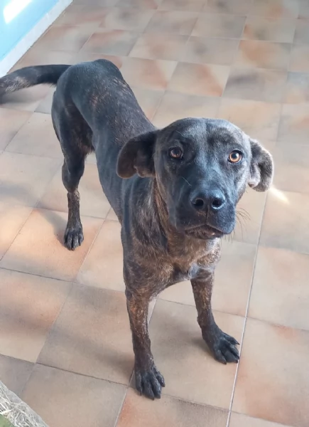 Una dolcissima cagnolina simil corso cerca casa | Foto 5