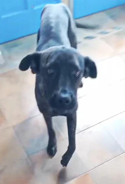 Una dolcissima cagnolina simil corso cerca casa | Foto 4