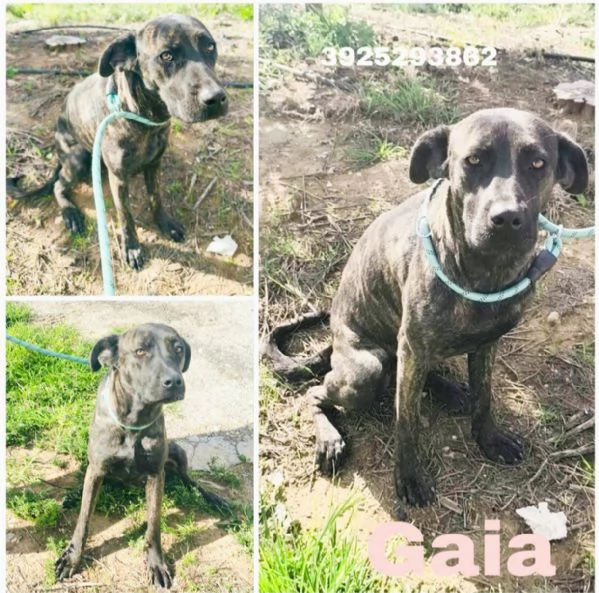 Una dolcissima cagnolina simil corso cerca casa | Foto 5