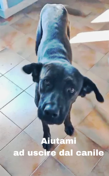 Una dolcissima cagnolina simil corso cerca casa | Foto 3