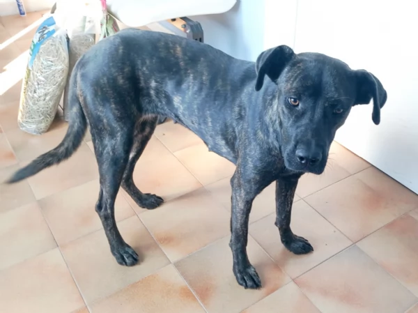 Una dolcissima cagnolina simil corso cerca casa | Foto 2