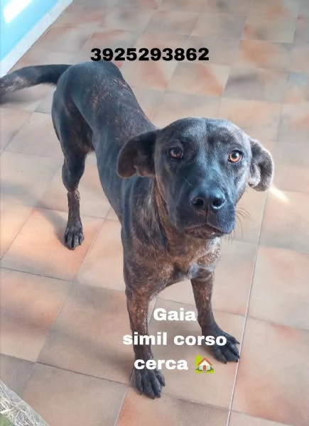 Una dolcissima cagnolina simil corso cerca casa