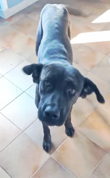 Una dolcissima cagnolina simil corso cerca casa | Foto 1