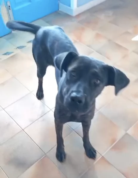 Una dolcissima cagnolina simil corso cerca casa | Foto 0