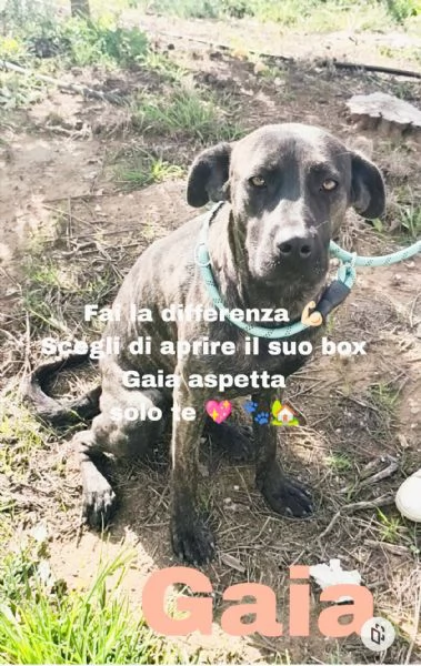 Gaia cerca la sua famiglia per sempre 