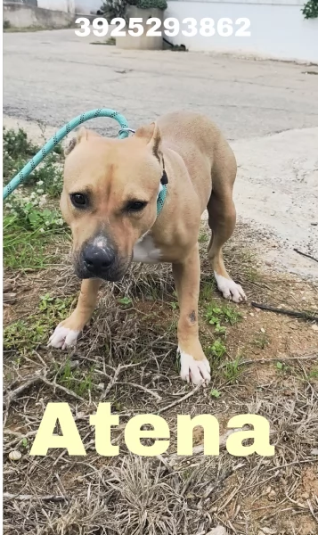 Atena una bellissima Amstaff in adozione  | Foto 6