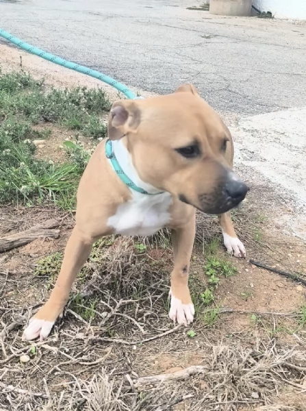 Atena una bellissima Amstaff in adozione  | Foto 5