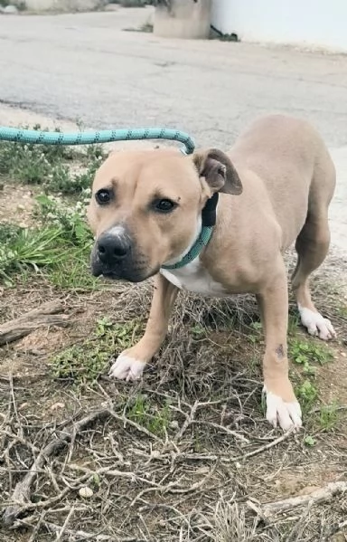 Atena una bellissima Amstaff in adozione 