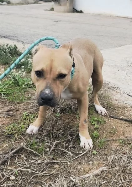 Atena una bellissima Amstaff in adozione  | Foto 4