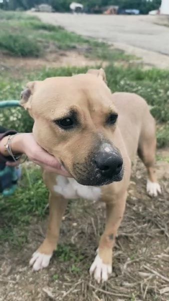 Atena una bellissima Amstaff in adozione  | Foto 3