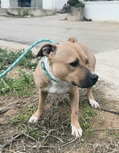 Atena una bellissima Amstaff in adozione  | Foto 2