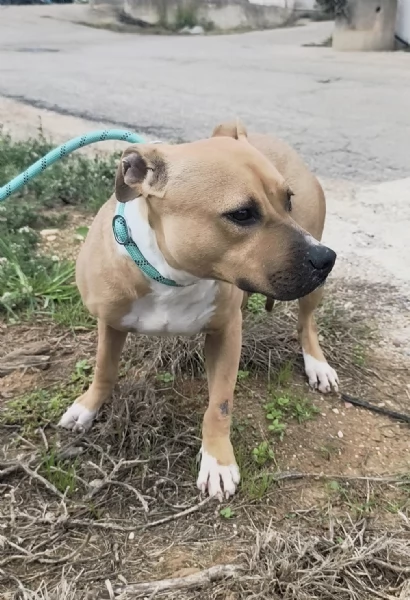 Atena una bellissima Amstaff in adozione  | Foto 1