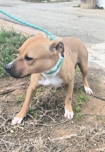 Atena una bellissima Amstaff in adozione  | Foto 0