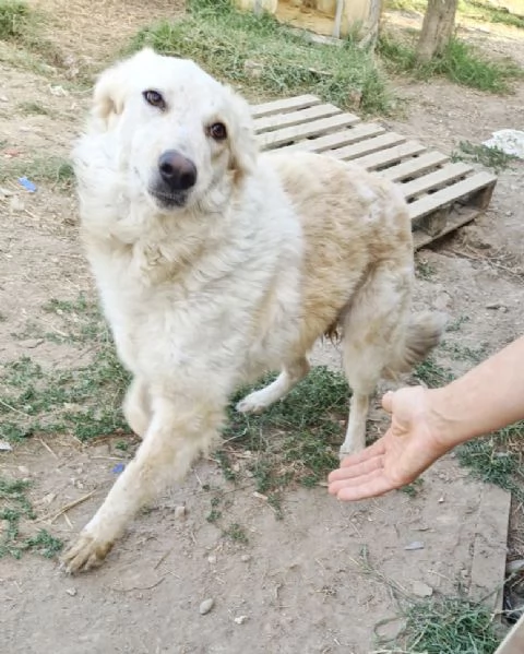 Chloe dolce cagnolina taglia medio grande in adozione  | Foto 6