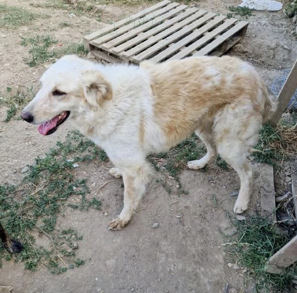 Chloe dolce cagnolina taglia medio grande in adozione  | Foto 5