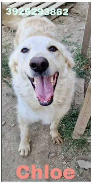 Chloe dolce cagnolina taglia medio grande in adozione  | Foto 4