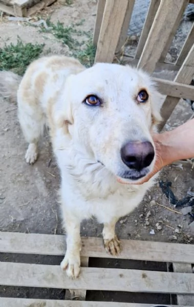 Chloe dolce cagnolina taglia medio grande in adozione  | Foto 3