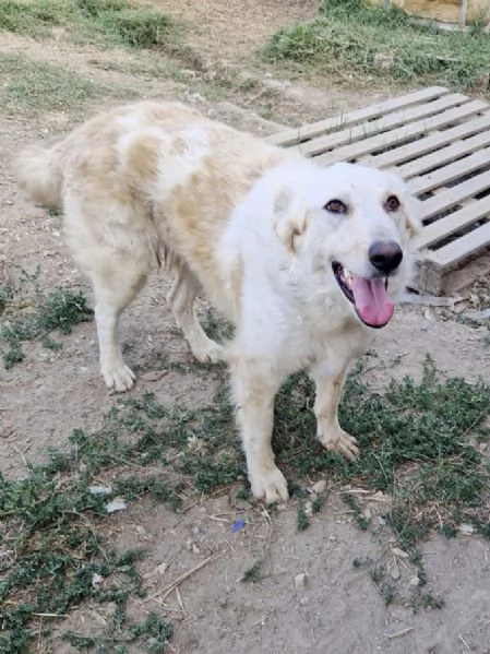 Chloe dolce cagnolina taglia medio grande in adozione  | Foto 2