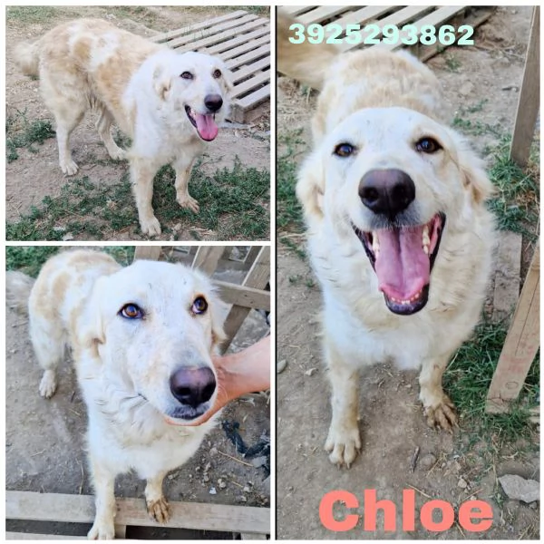 Chloe dolce cagnolina taglia medio grande in adozione 