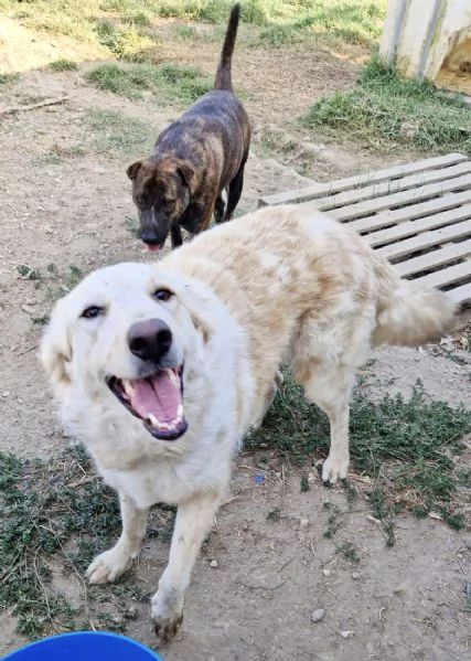 Chloe dolce cagnolina taglia medio grande in adozione  | Foto 1