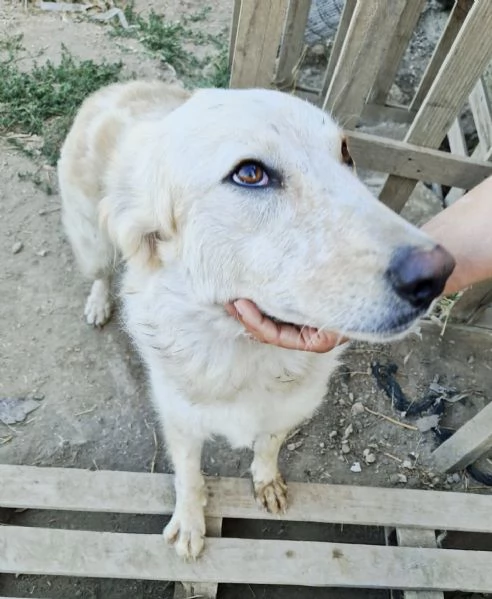 Chloe dolce cagnolina taglia medio grande in adozione  | Foto 0