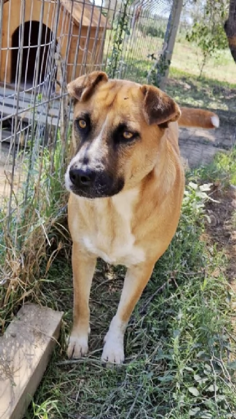 Tare una bella cagnolina in adozione cerca casa | Foto 5