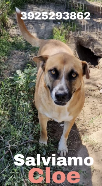 Tare una bella cagnolina in adozione cerca casa | Foto 3