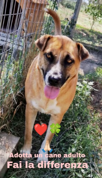 Tare una bella cagnolina in adozione cerca casa | Foto 1