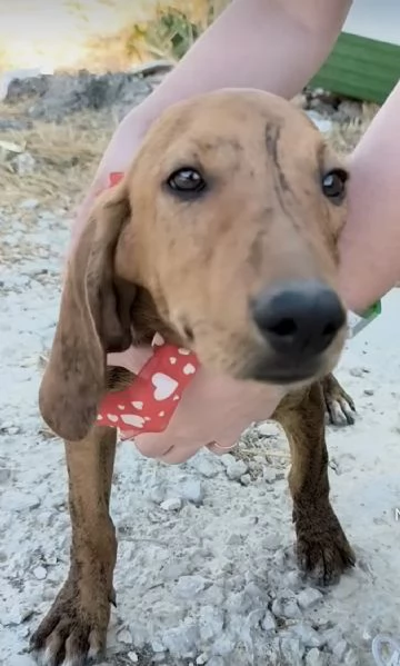 Sceglimi portami a casa con te | Foto 4