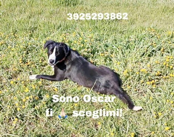 Sono Oscar apri il mio box sceglimi 