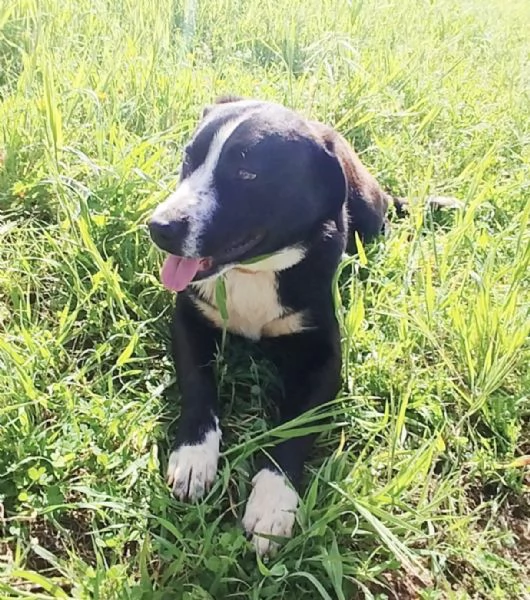 Sono Oscar apri il mio box sceglimi  | Foto 3