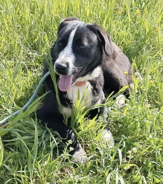 Sono Oscar apri il mio box sceglimi  | Foto 1