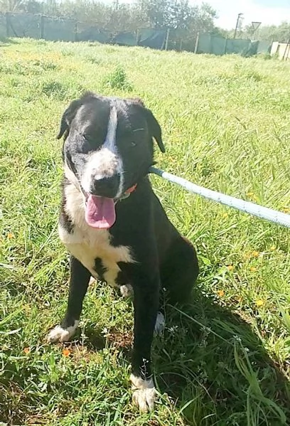 Sono Oscar apri il mio box sceglimi  | Foto 0