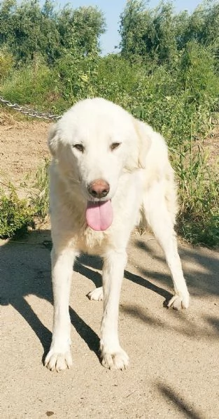 Joy un dolcissimo cane da salvare