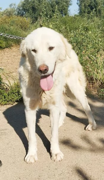 Joy un dolcissimo cane da salvare | Foto 6