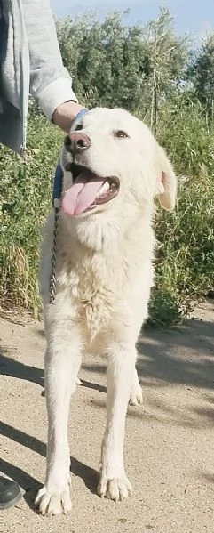 Joy un dolcissimo cane da salvare | Foto 4
