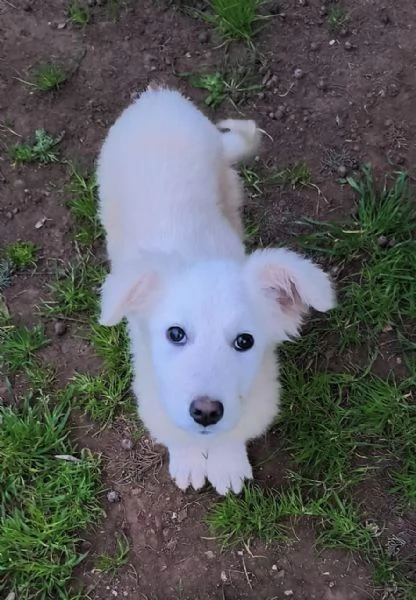 Victor pastore maremmano cerca casa