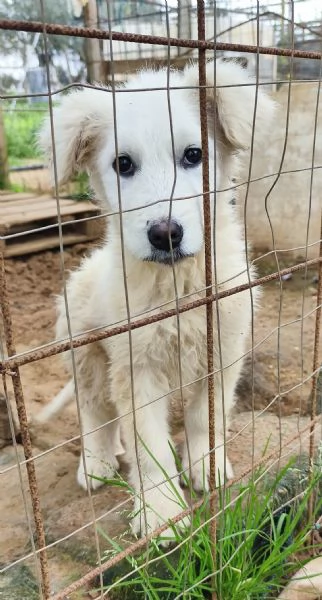 Victor pastore maremmano cerca casa | Foto 6