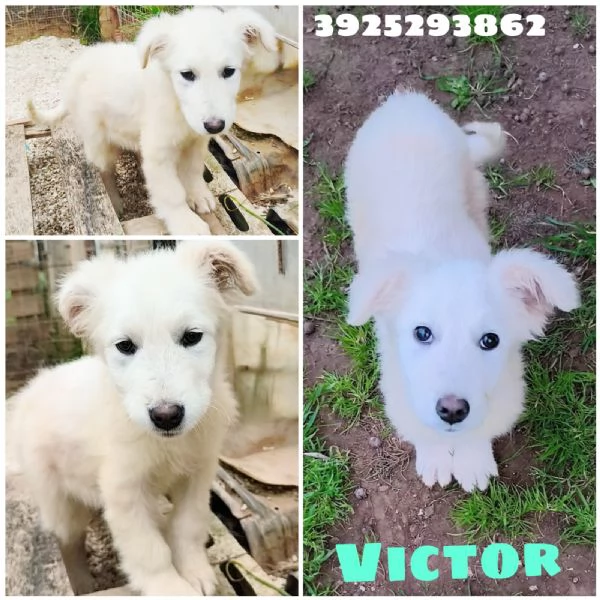 Victor pastore maremmano cerca casa | Foto 5