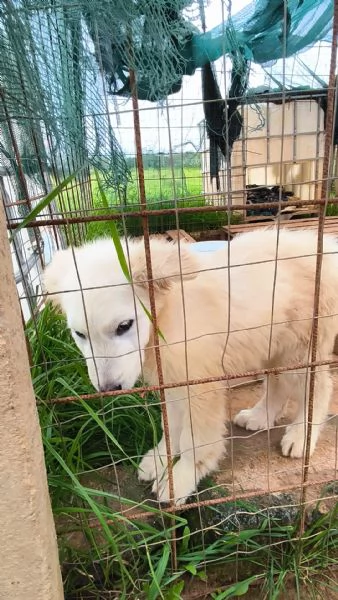 Victor pastore maremmano cerca casa | Foto 4