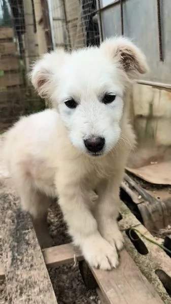 Victor pastore maremmano cerca casa | Foto 3