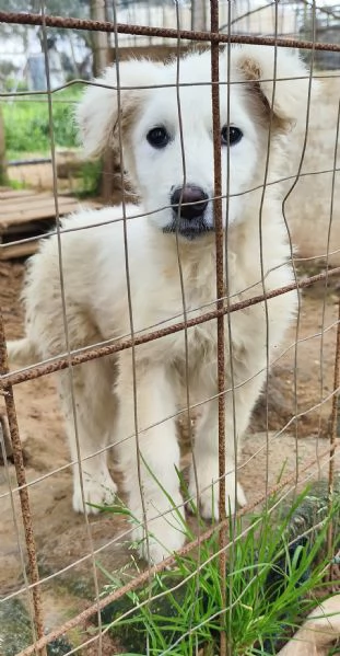 Victor pastore maremmano cerca casa | Foto 2