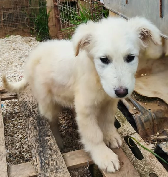 Victor pastore maremmano cerca casa | Foto 1