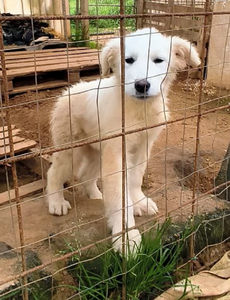 Victor pastore maremmano cerca casa | Foto 0