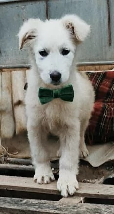 Cucciolo in adozione cerca la sua famiglia per sempre | Foto 6