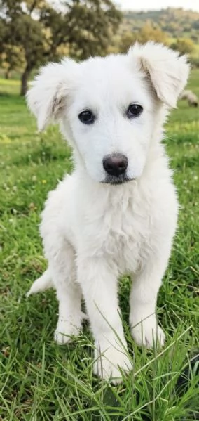 Cucciolo in adozione cerca la sua famiglia per sempre | Foto 3