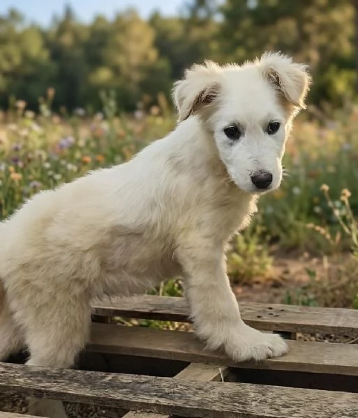 Cucciolo in adozione cerca la sua famiglia per sempre