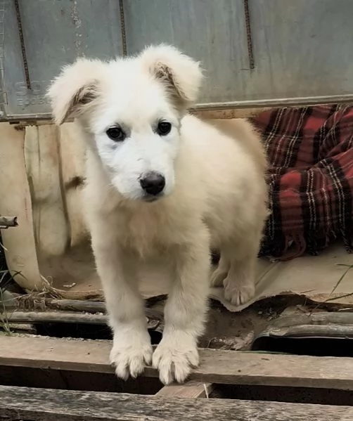 Cucciolo taglia grande in adozione 
